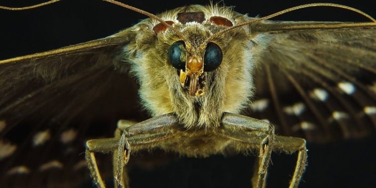 Kleidermotten – der Schrecken im Kleiderschrank